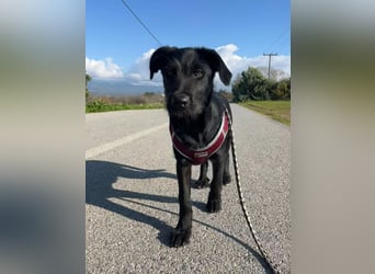 Zuckersüßer Welpe Jiji sucht sein Zuhause