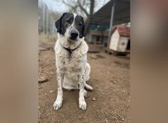 Treuer Hundesenior Tim