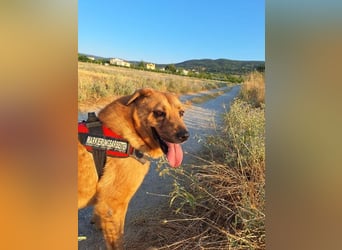 Zeus - tapferer Rüde sucht sein Für-immer-Zuhause