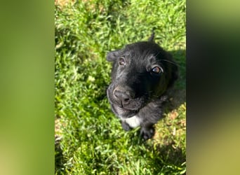 Verspielter Welpenjunge Vino sucht liebevolles Zuhause