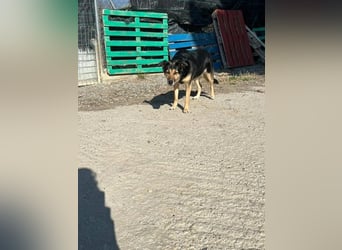 Nala - eine sanfte Hündin, die Schritt für Schritt Vertrauen fasst