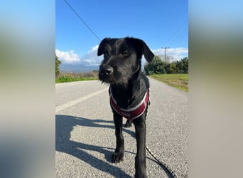 Zuckersüßer Welpe Jiji sucht sein Zuhause