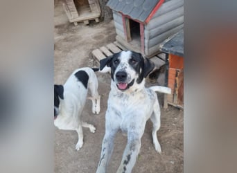 Toller Familienhund Adam sucht seine Familie