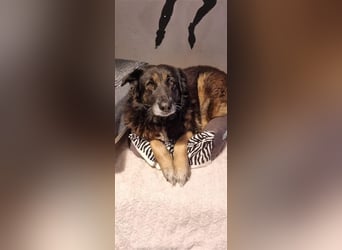 Liebevolle Hunde-Omi Funny