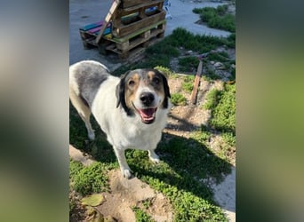 Tolle Hündin Piper sucht Für-Immer Zuhause