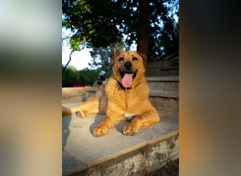 Zeus: Tapferer Rüde sucht sein Für-immer-Zuhause