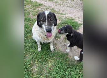 Treuer Hundesenior Tim