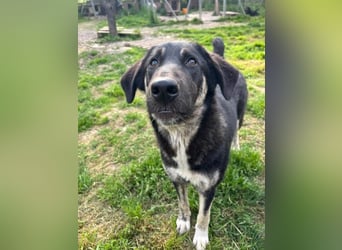 Neugierige Junghündin Millie möchte die Welt entdecken