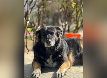 Liebevolle Hunde-Omi Funny