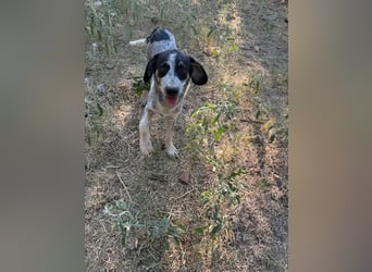 Dot: Bezauberndes Welpenmädchen