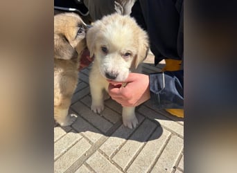 Hiro - liebevoller Welpe sucht sein Zuhause