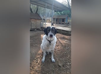 Treuer Hundesenior Tim