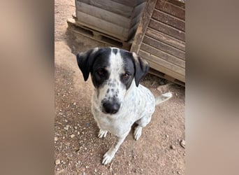 Toller Familienhund Adam sucht seine Familie