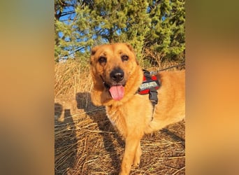 Zeus - tapferer Rüde sucht sein Für-immer-Zuhause