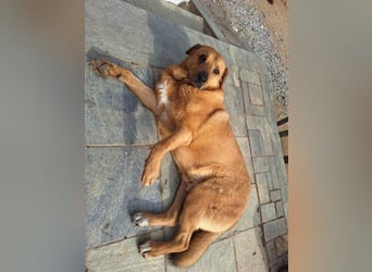 Zeus - tapferer Rüde sucht sein Für-immer-Zuhause