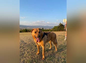 Zeus - tapferer Rüde sucht sein Für-immer-Zuhause