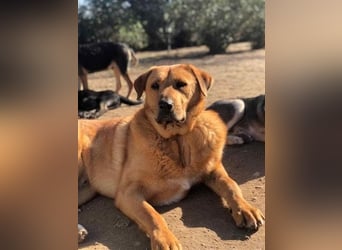 Zeus - tapferer Rüde sucht sein Für-immer-Zuhause