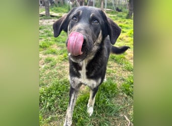 Neugierige Junghündin Millie möchte die Welt entdecken