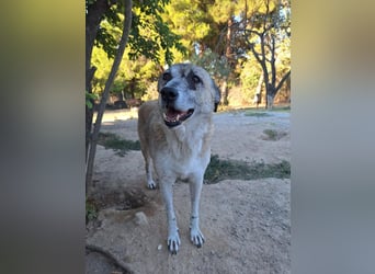 Unkomplizierte Hündin Kira sucht ein Zuhause