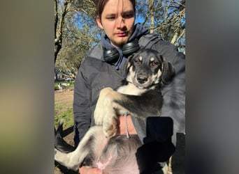 Zuckersüße Poppy sucht liebevolles Zuhause