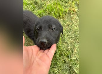 Anca - schwarze Schönheit sucht ihr Zuhause