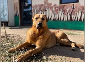 Zeus - tapferer Rüde sucht sein Für-immer-Zuhause