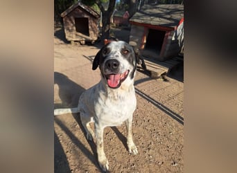 Toller Familienhund Adam sucht seine Familie