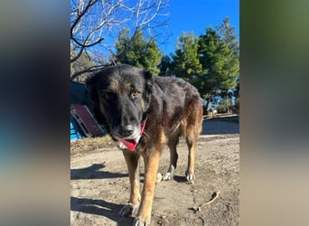 Liebevolle Hunde-Omi Funny