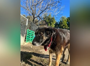 Liebevolle Hunde-Omi Funny