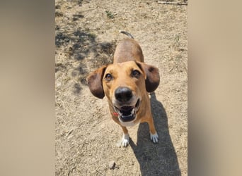 Sanfte Hündin Sandy sucht dich!