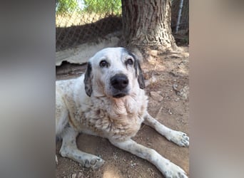 Katia- Senior-Hund sucht endlich Sicherheit und Liebe