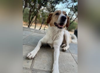 Benny- Sensibler Rüde mit großem Herzen sucht sein Zuhause