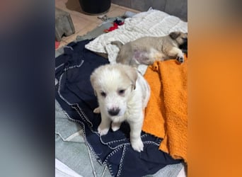 Hiro - liebevoller Welpe sucht sein Zuhause