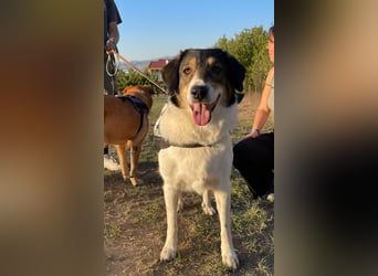 Tolle Hündin Piper sucht Für-Immer Zuhause