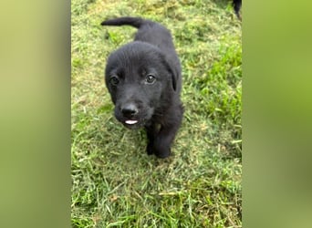 Anca - schwarze Schönheit sucht ihr Zuhause