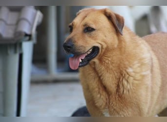 Zeus - tapferer Rüde sucht sein Für-immer-Zuhause