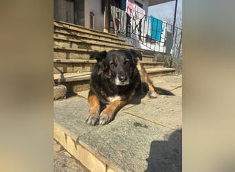 Liebevolle Hunde-Omi Funny