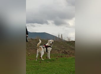 Treuer Gefährte Piratis