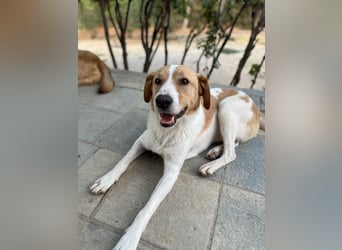 Benny- Sensibler Rüde mit großem Herzen sucht sein Zuhause