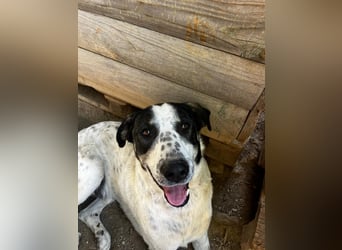 Toller Familienhund Adam sucht seine Familie