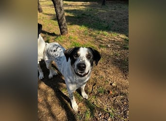 Toller Familienhund Adam sucht seine Familie