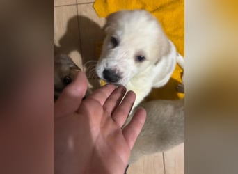 Hiro - liebevoller Welpe sucht sein Zuhause