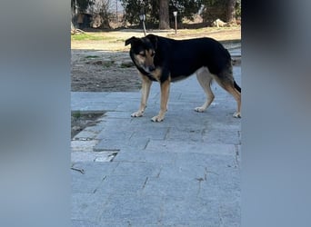 Nala - eine sanfte Hündin, die Schritt für Schritt Vertrauen fasst