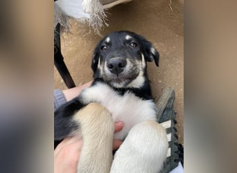 Zuckersüße Poppy sucht liebevolles Zuhause