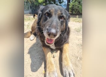 Liebevolle Hunde-Omi Funny