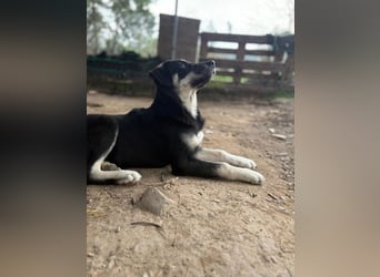 Zuckersüße Poppy sucht liebevolles Zuhause