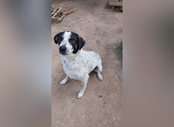 Toller Familienhund Adam sucht seine Familie