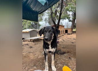 Neugierige Junghündin Millie möchte die Welt entdecken