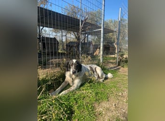 Treuer Hundesenior Tim