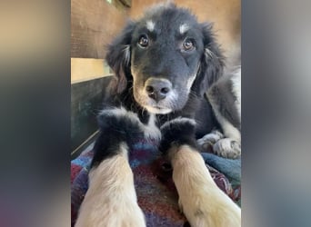 Niedlicher Welpe Nero